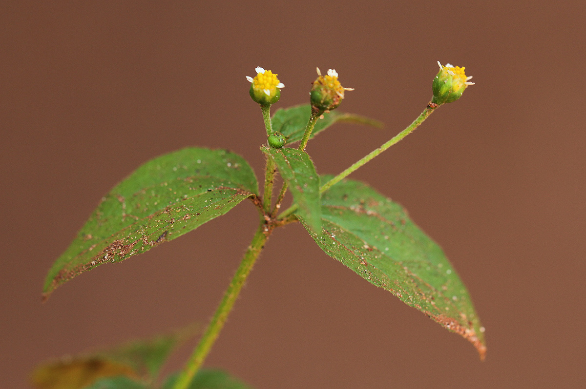 Galinsoga parviflora