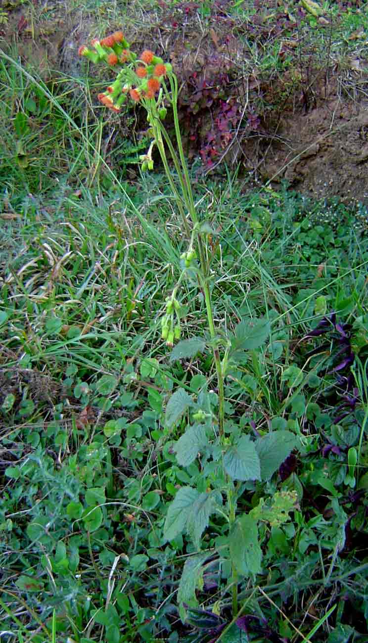 Crassocephalum crepidioides Crassocephalum crepidioides