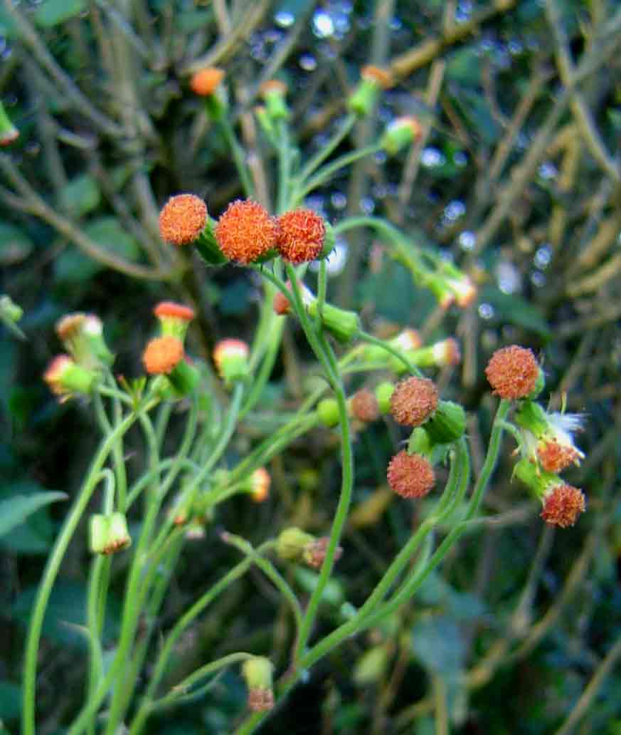 Crassocephalum crepidioides Crassocephalum crepidioides