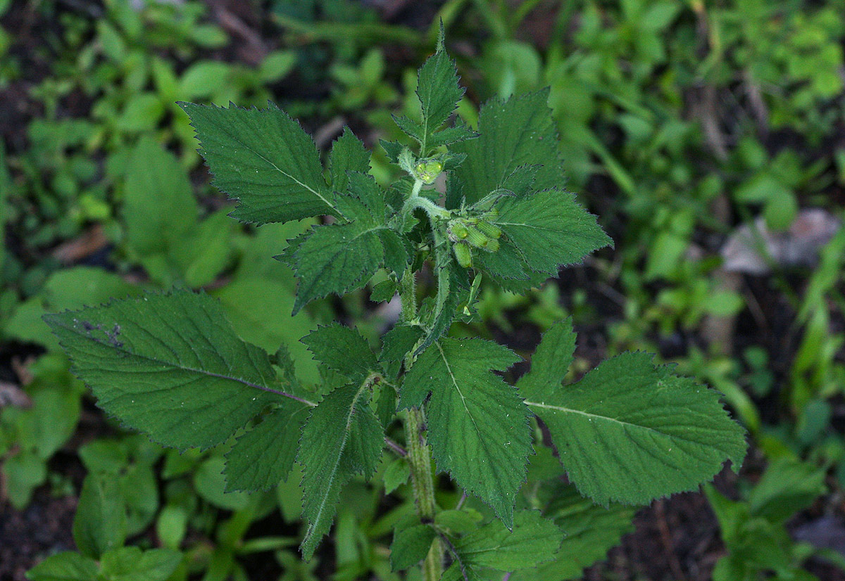 Crassocephalum crepidioides Crassocephalum crepidioides