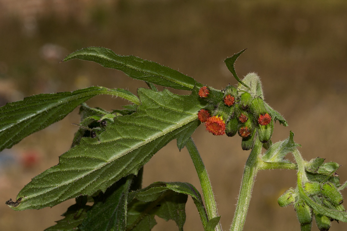 Crassocephalum crepidioides Crassocephalum crepidioides