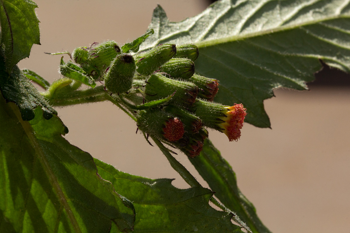 Crassocephalum crepidioides Crassocephalum crepidioides