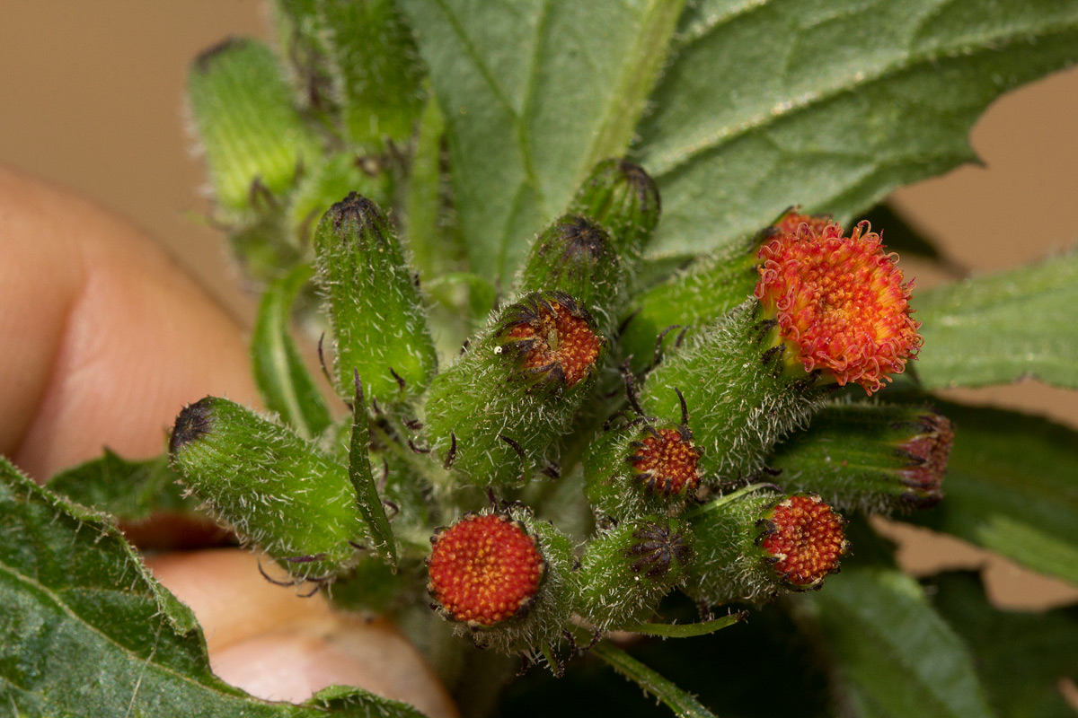 Crassocephalum crepidioides