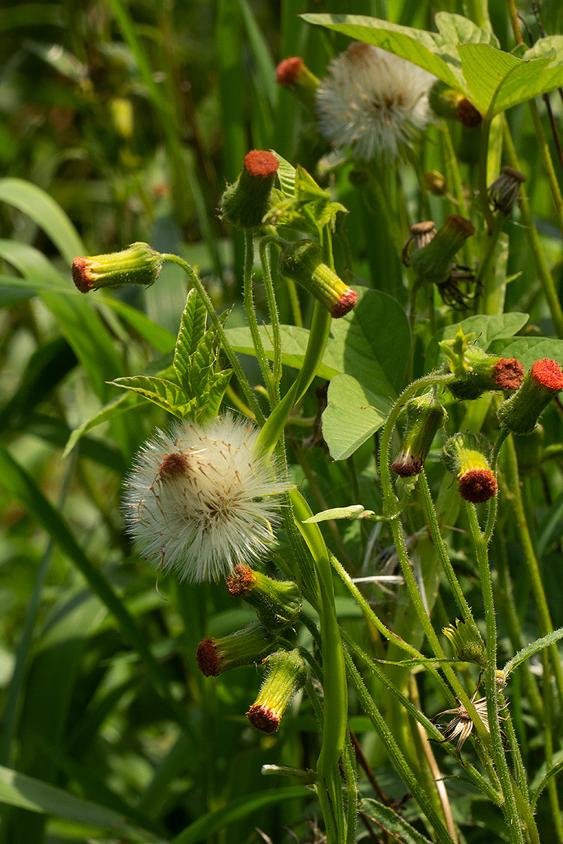Crassocephalum crepidioides
