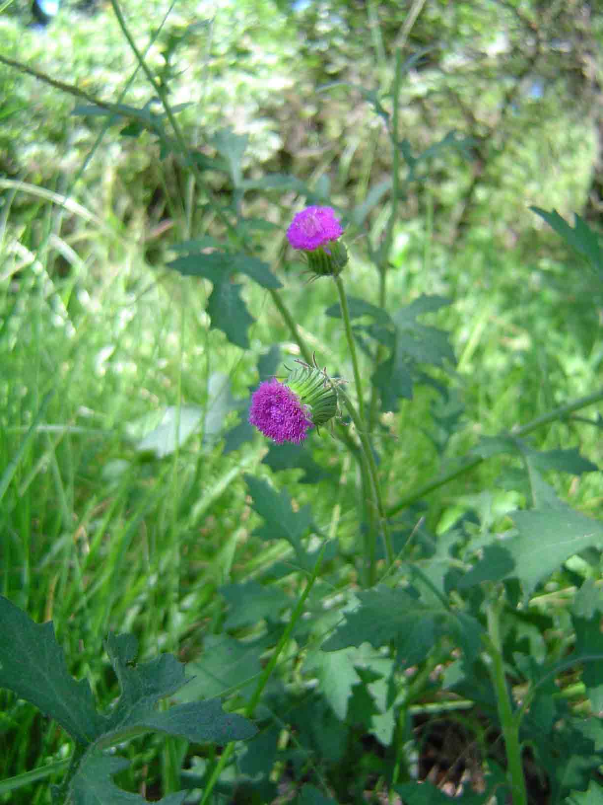 Crassocephalum rubens var. rubens