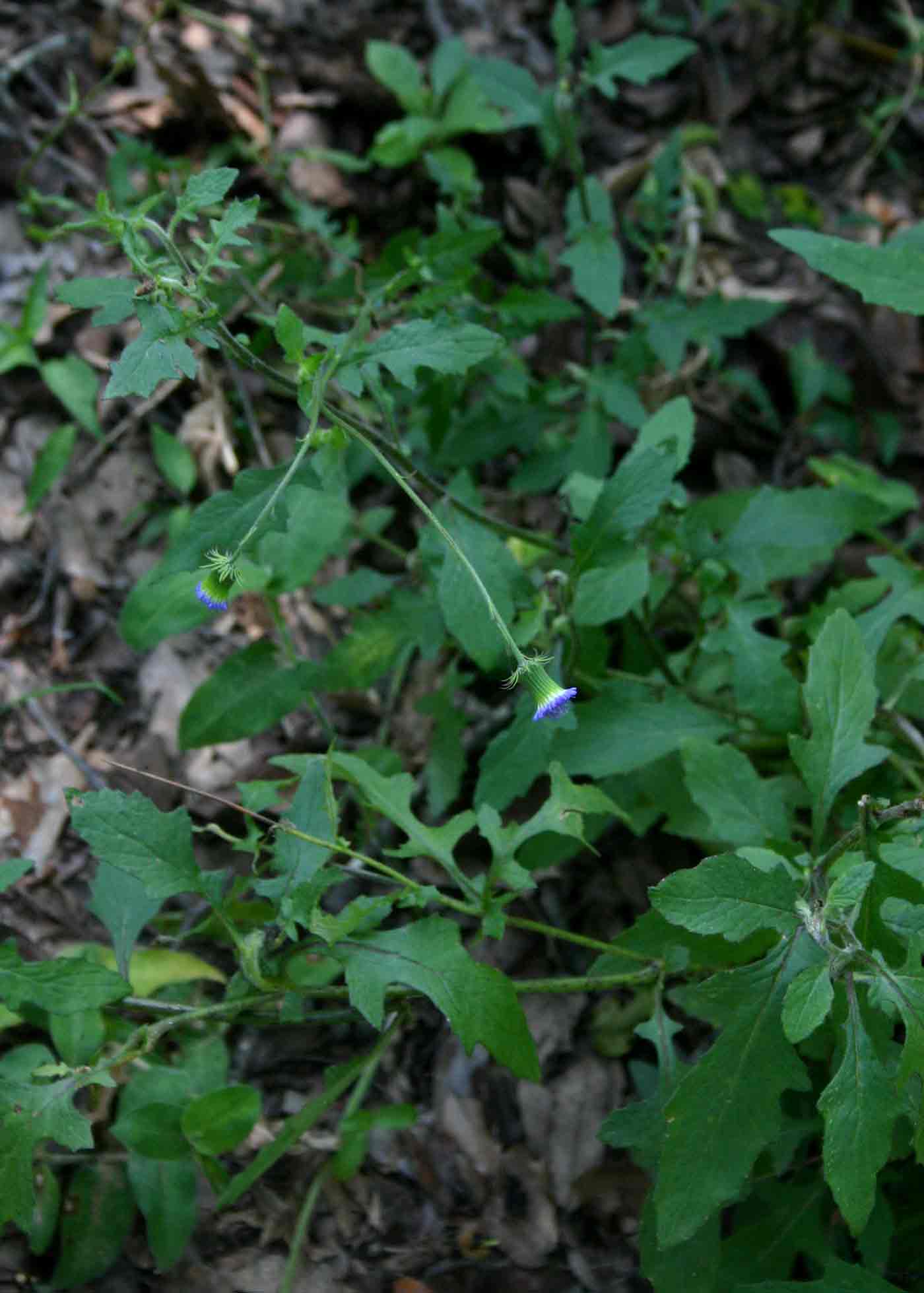 Crassocephalum rubens var. rubens