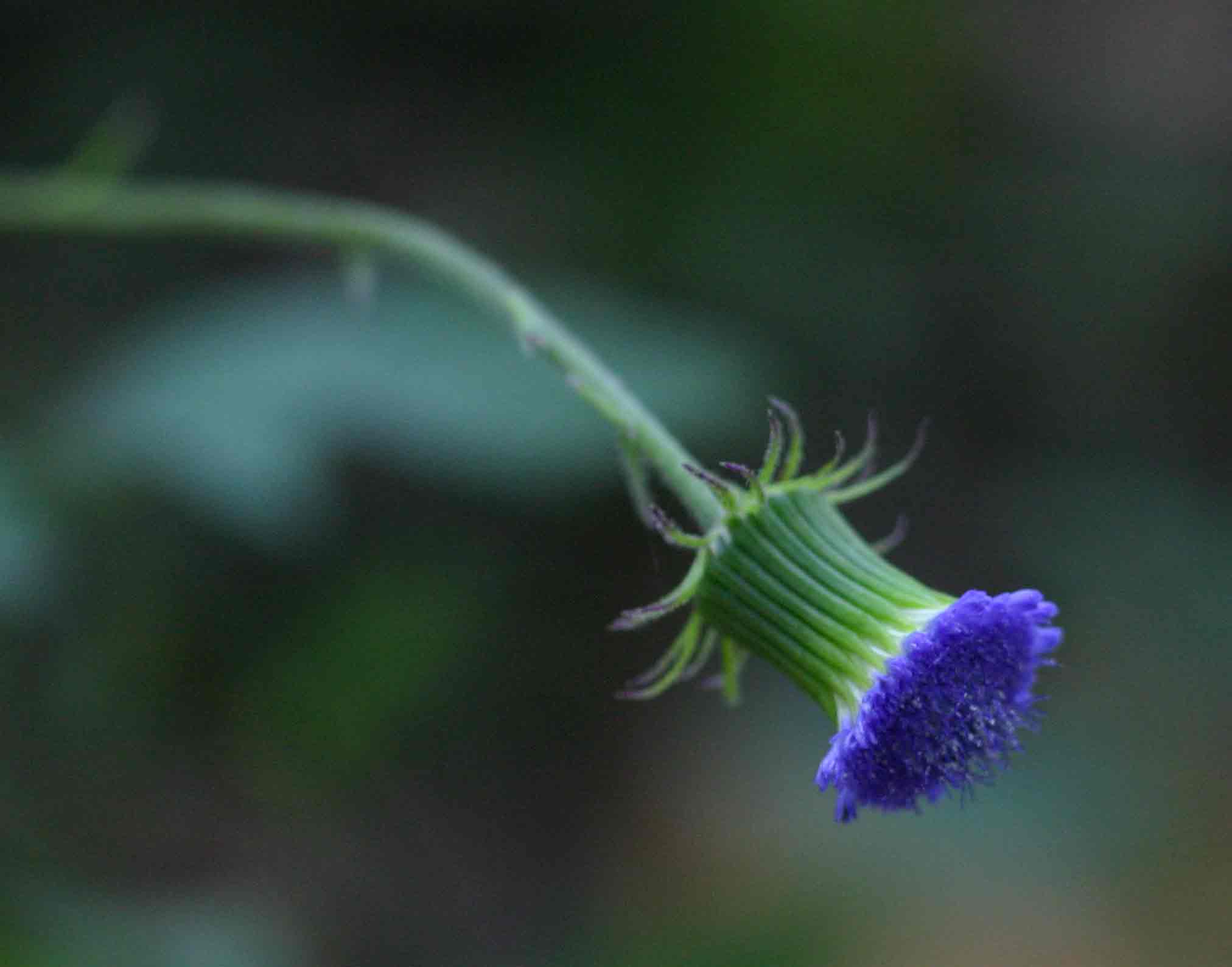 Crassocephalum rubens var. rubens