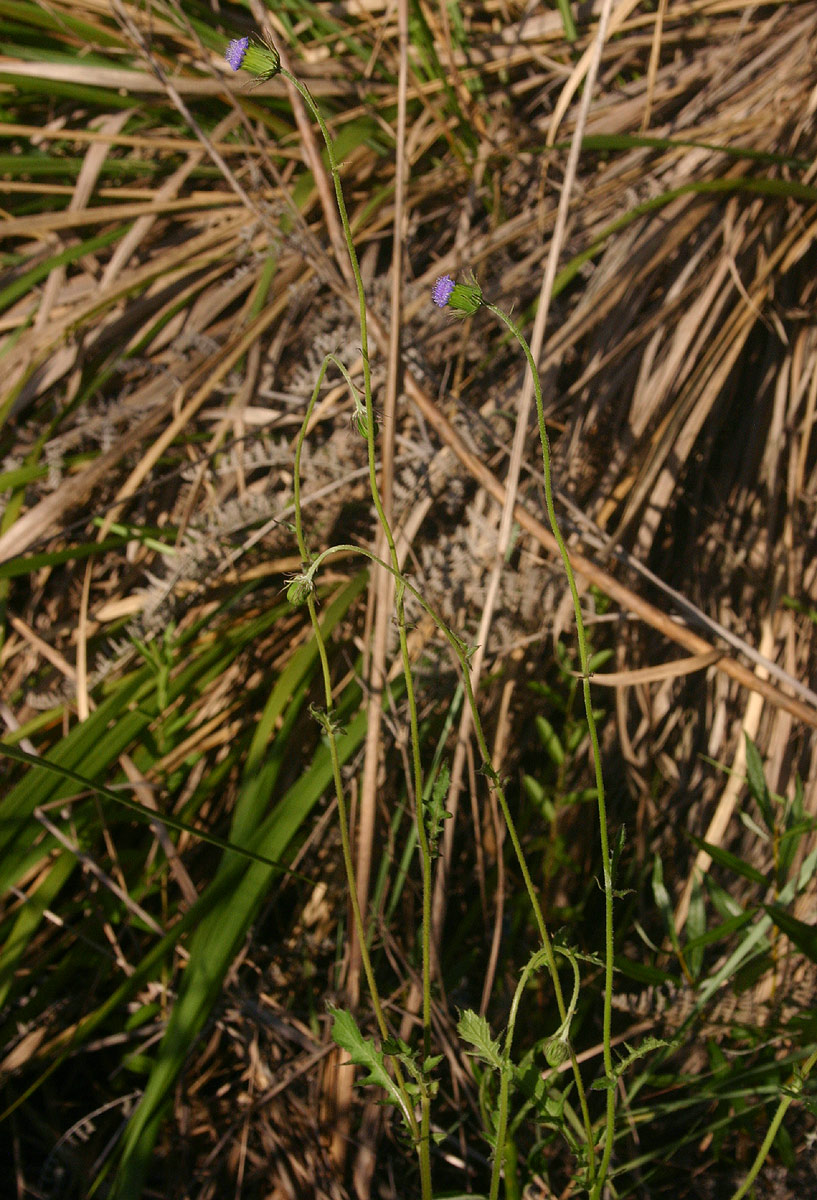 Crassocephalum rubens var. rubens