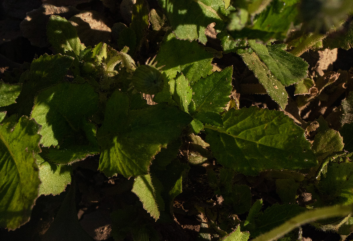 Crassocephalum rubens var. rubens