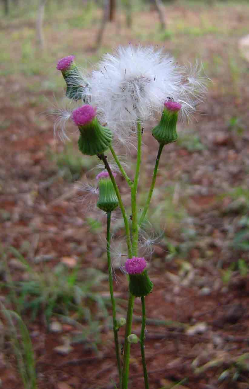Crassocephalum rubens var. sarcobasis