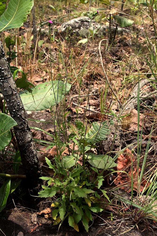 Crassocephalum rubens var. sarcobasis