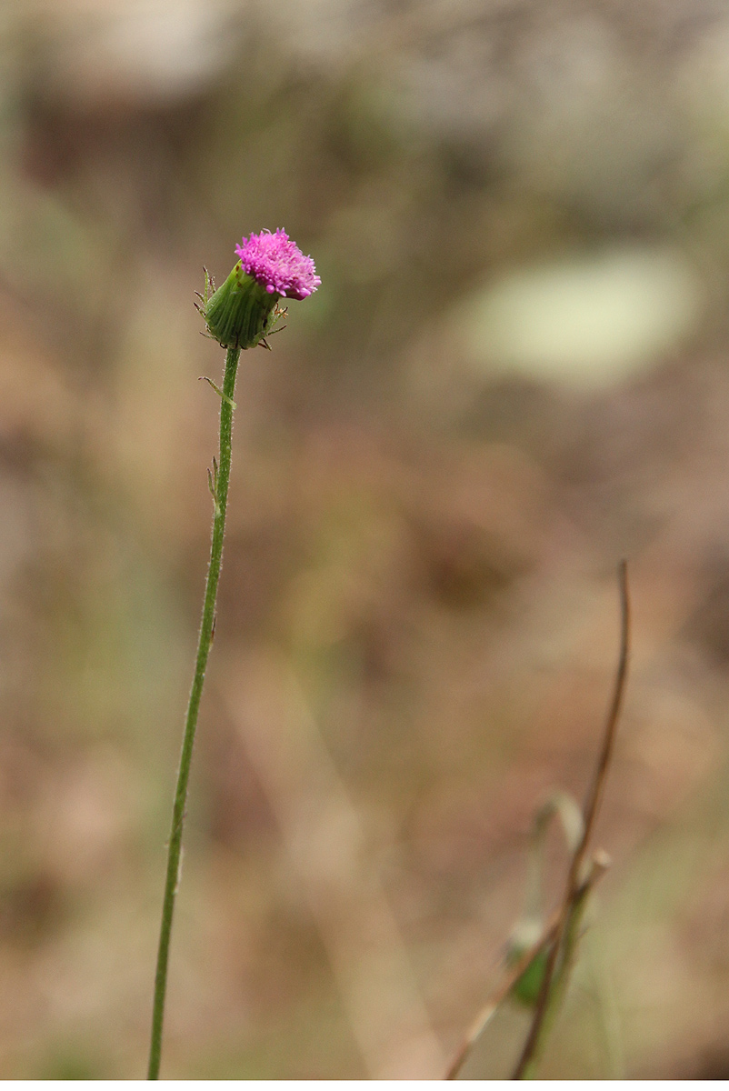 Crassocephalum rubens var. sarcobasis