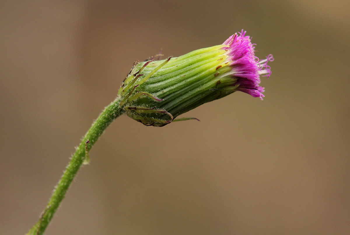 Crassocephalum rubens var. sarcobasis