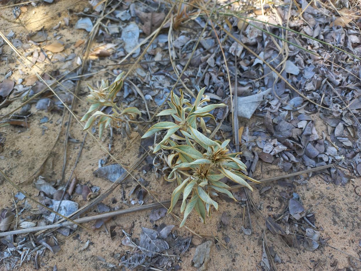 Dicoma schinzii Dicoma schinzii