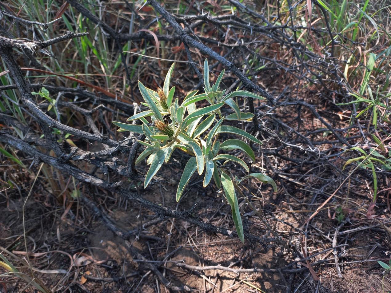 Dicoma schinzii Dicoma schinzii