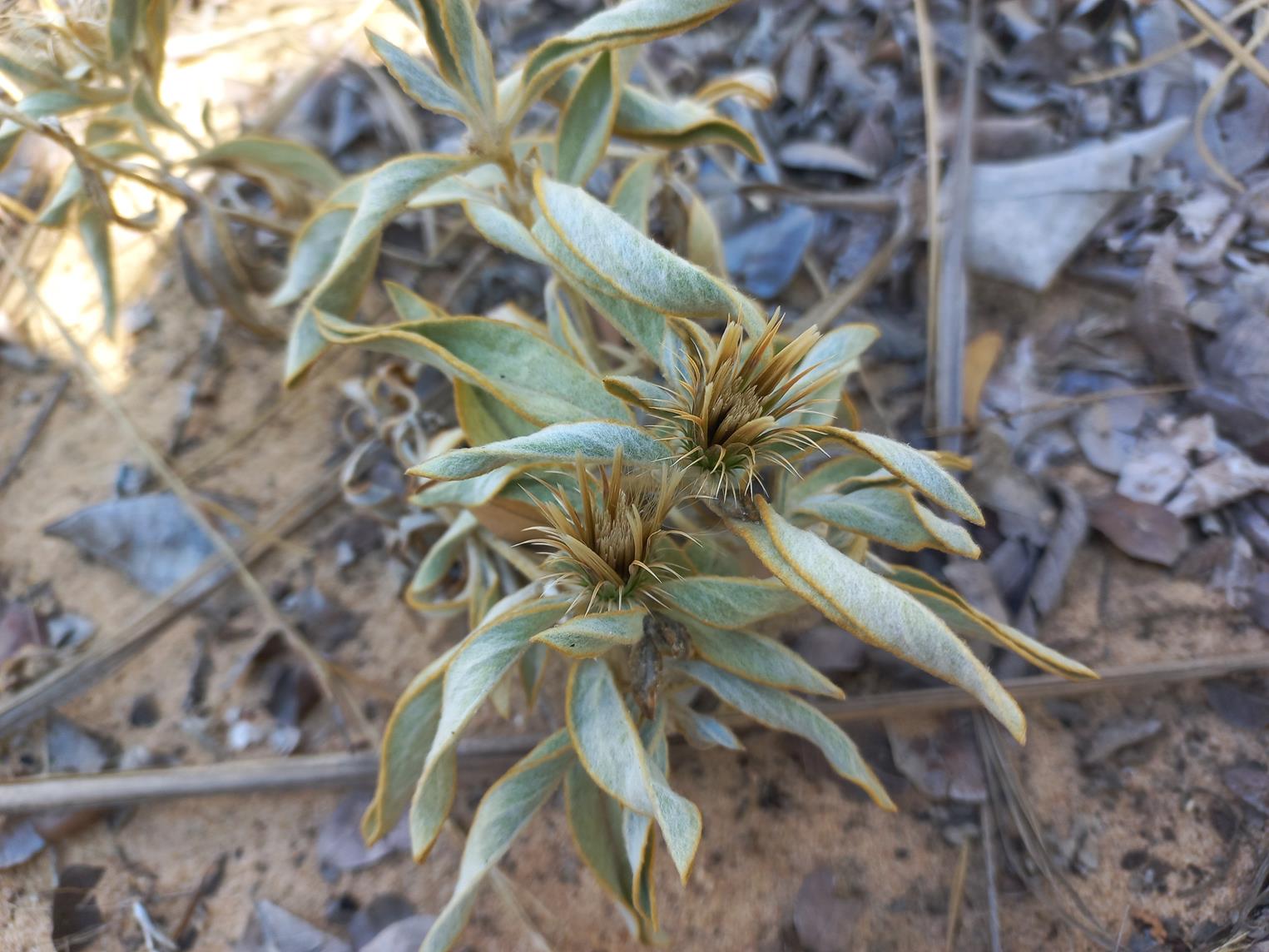 Dicoma schinzii Dicoma schinzii