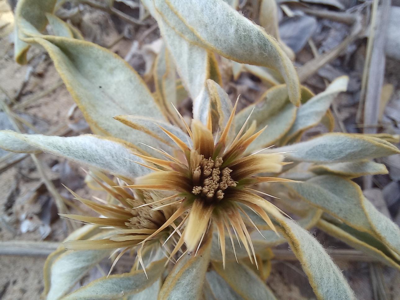 Dicoma schinzii Dicoma schinzii