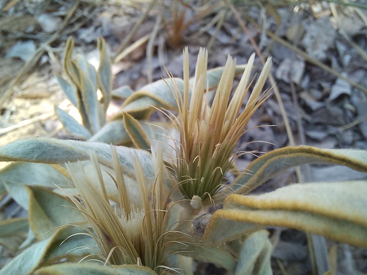 Dicoma schinzii Dicoma schinzii