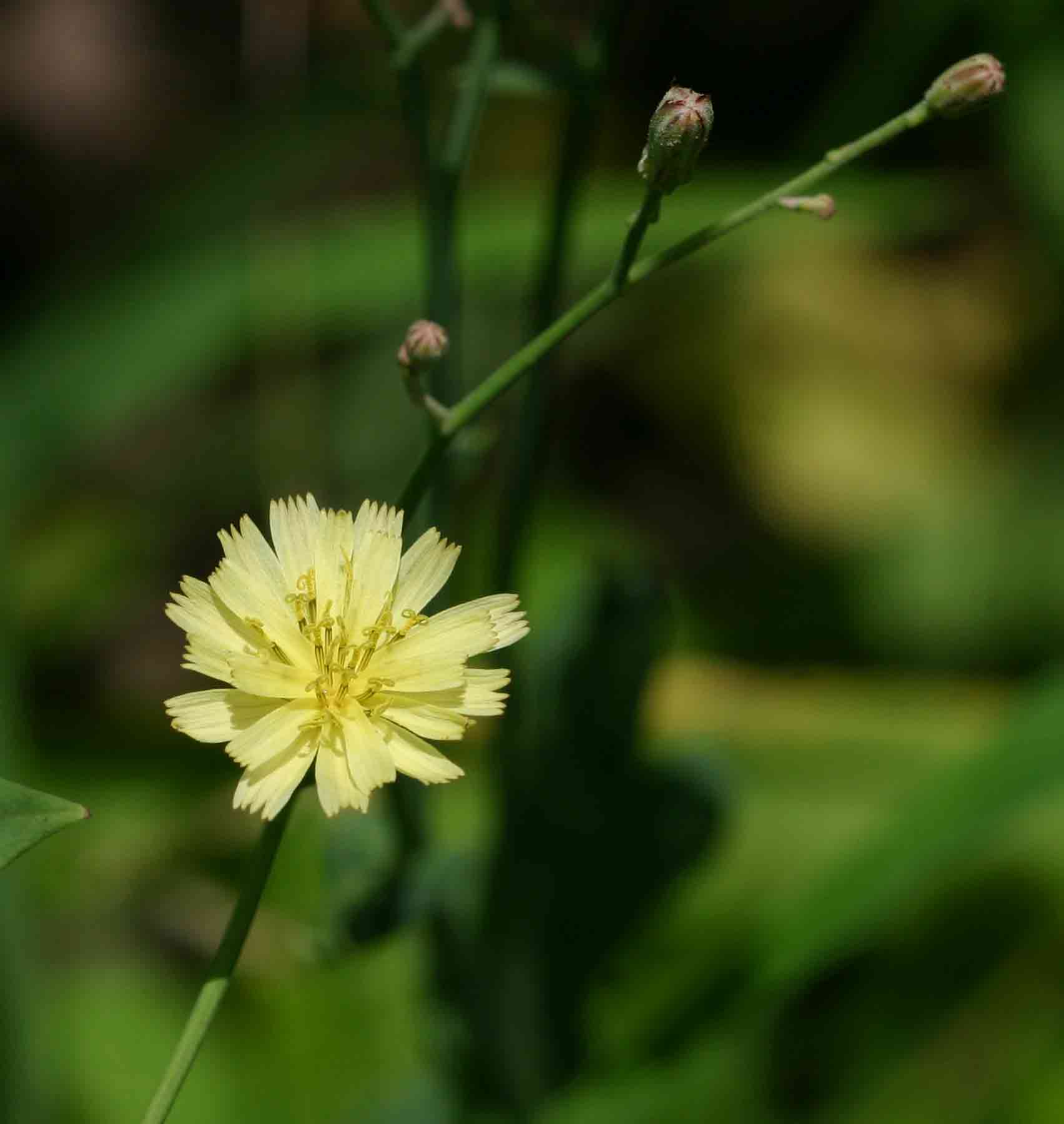 Launaea cornuta Launaea cornuta