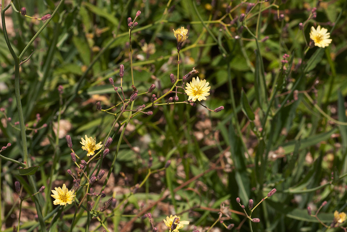 Launaea cornuta Launaea cornuta