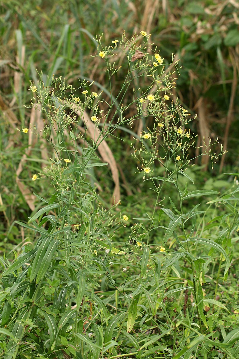 Launaea cornuta Launaea cornuta