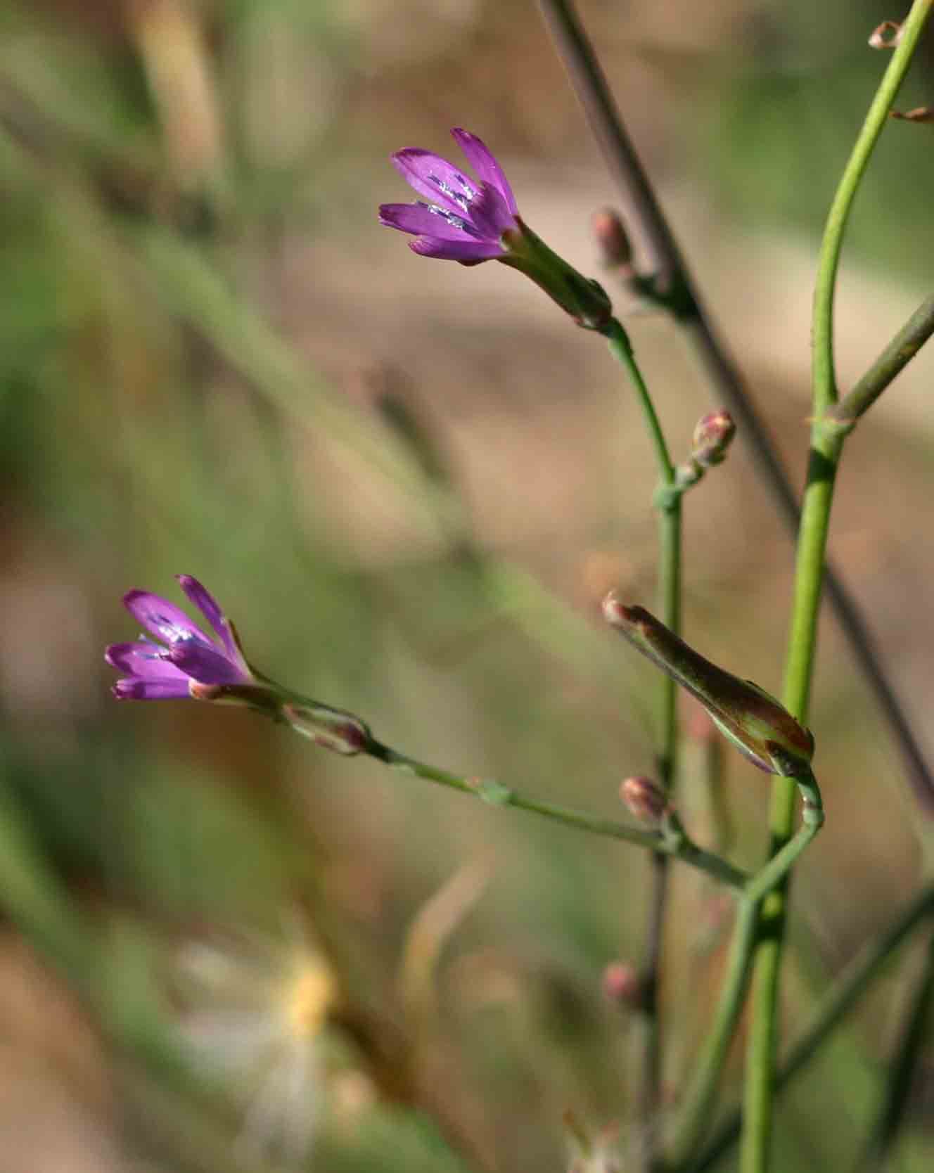 Lactuca inermis Lactuca inermis