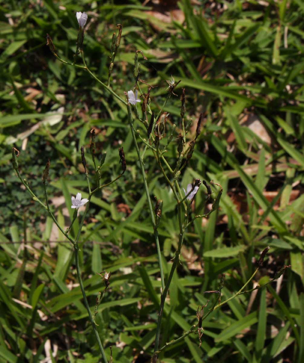 Lactuca inermis Lactuca inermis