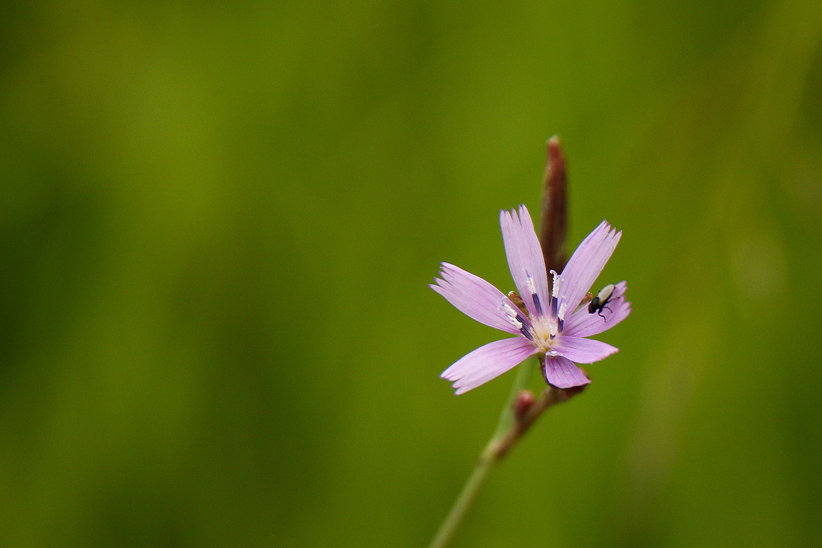 Lactuca inermis Lactuca inermis
