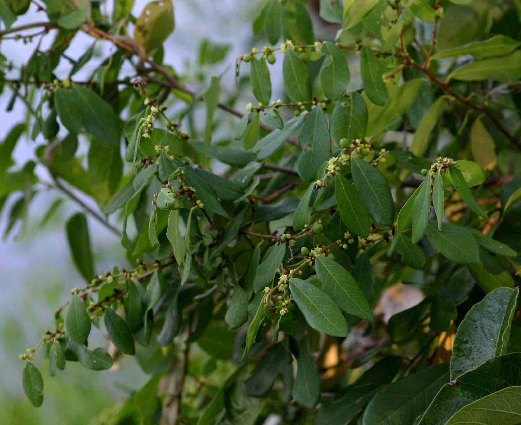 Bridelia cathartica subsp. melanthesoides