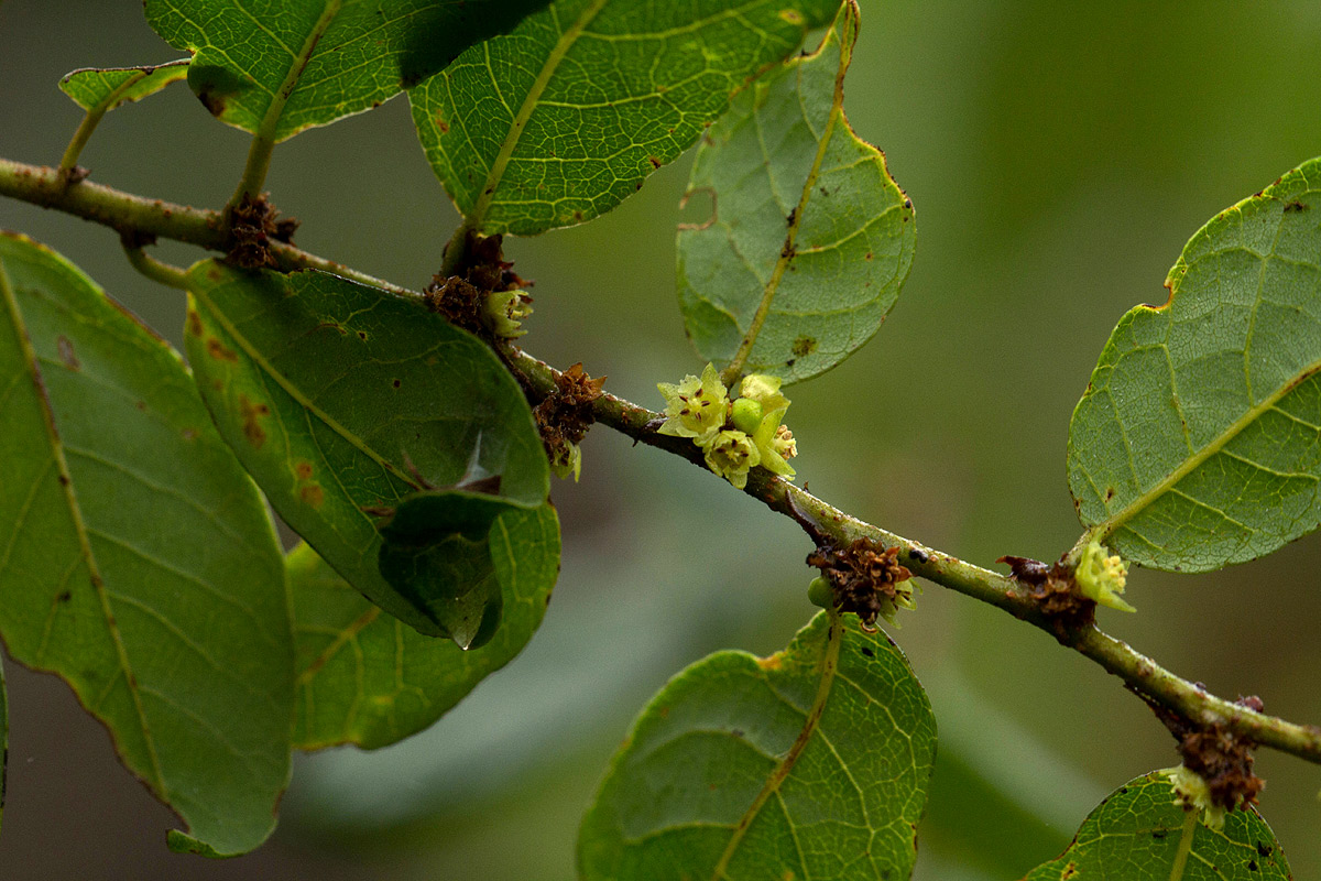 Bridelia cathartica subsp. melanthesoides Bridelia cathartica subsp. melanthesoides