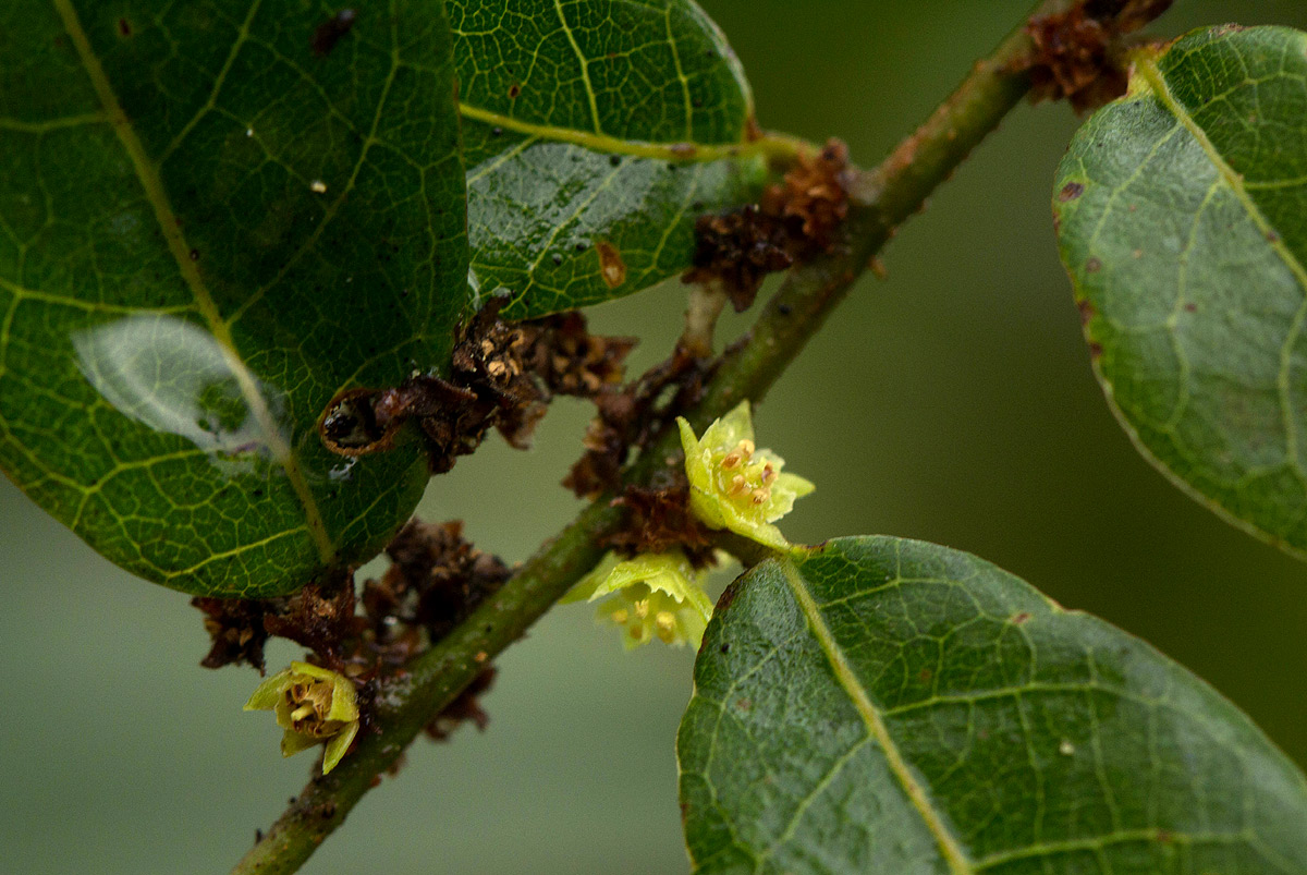 Bridelia cathartica subsp. melanthesoides
