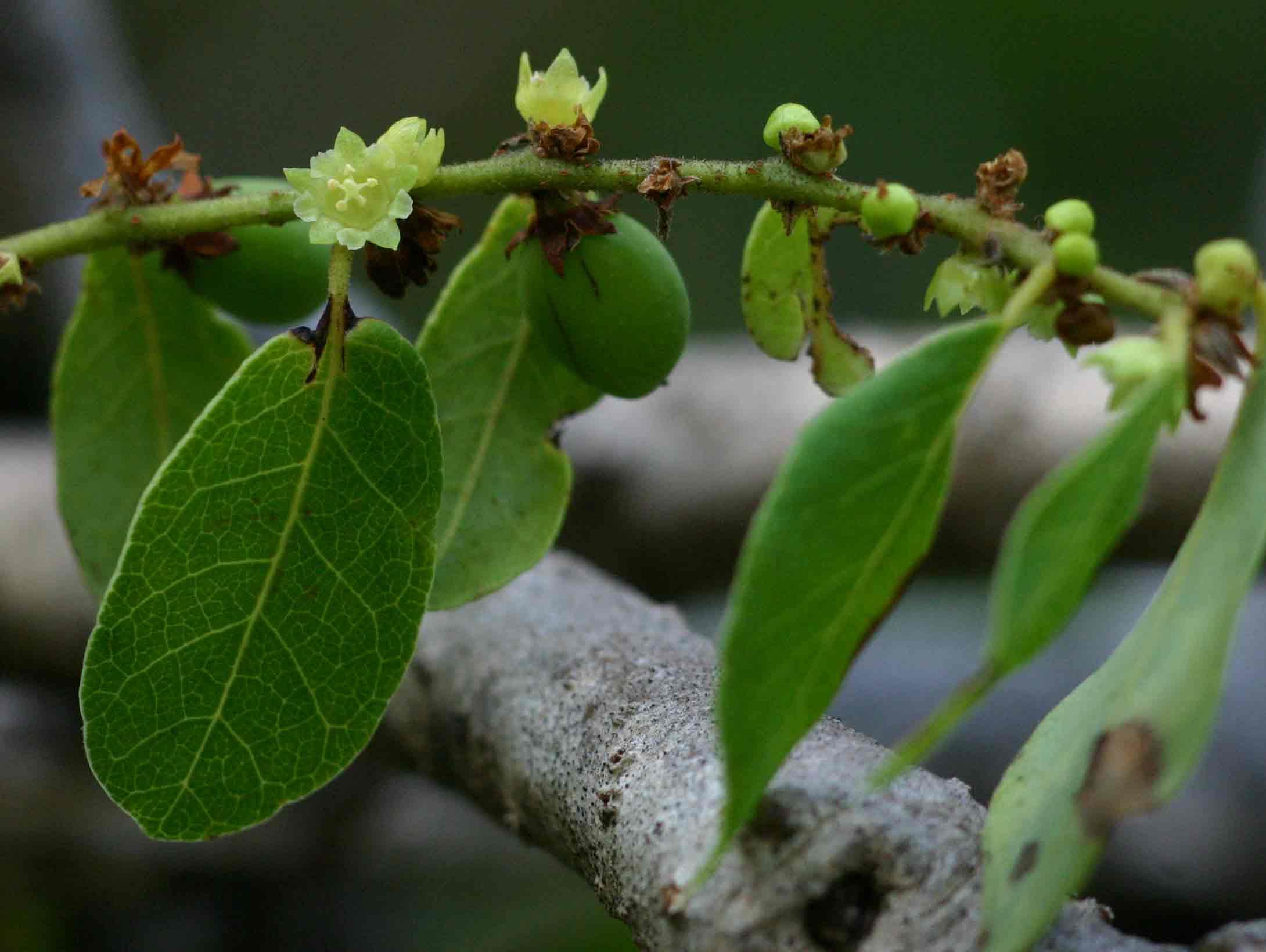 Bridelia cathartica subsp. melanthesoides
