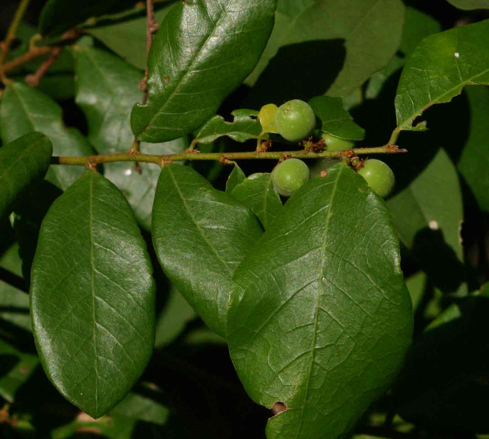 Bridelia cathartica subsp. melanthesoides Bridelia cathartica subsp. melanthesoides