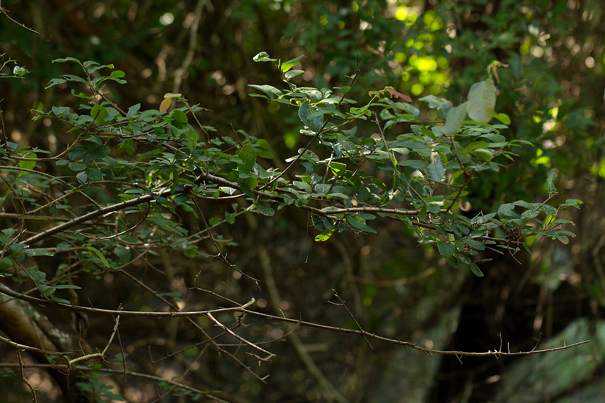 Bridelia cathartica subsp. melanthesoides