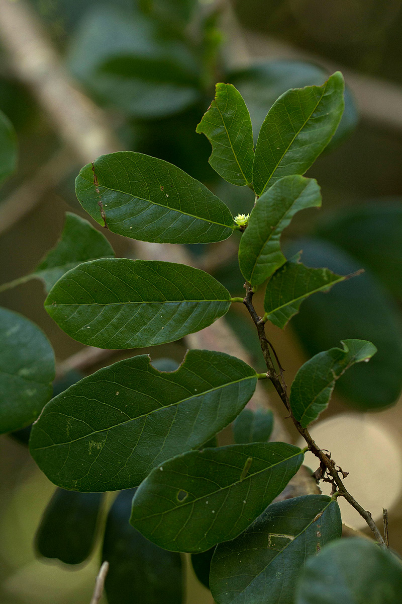 Bridelia cathartica subsp. melanthesoides