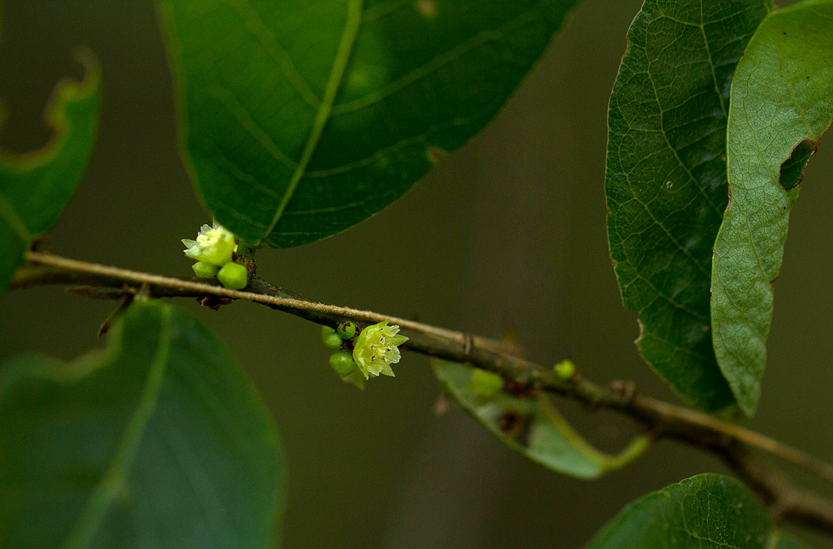 Bridelia cathartica subsp. melanthesoides