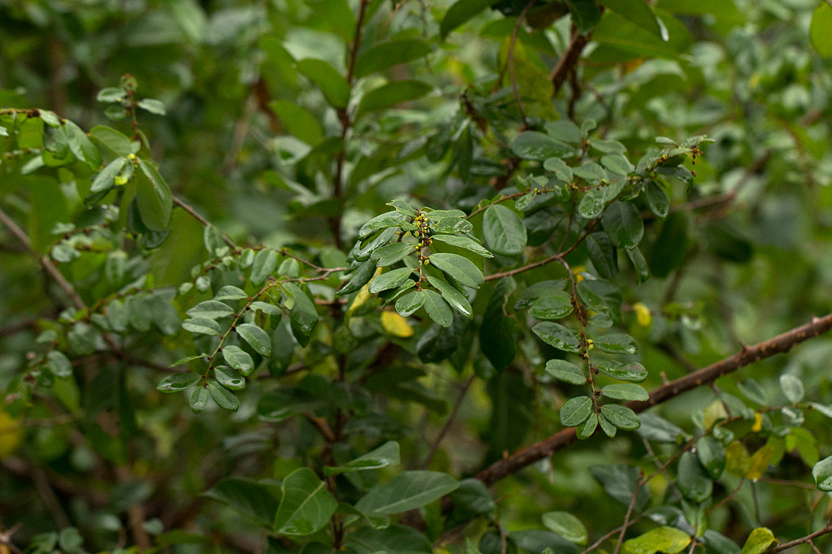 Bridelia cathartica subsp. melanthesoides