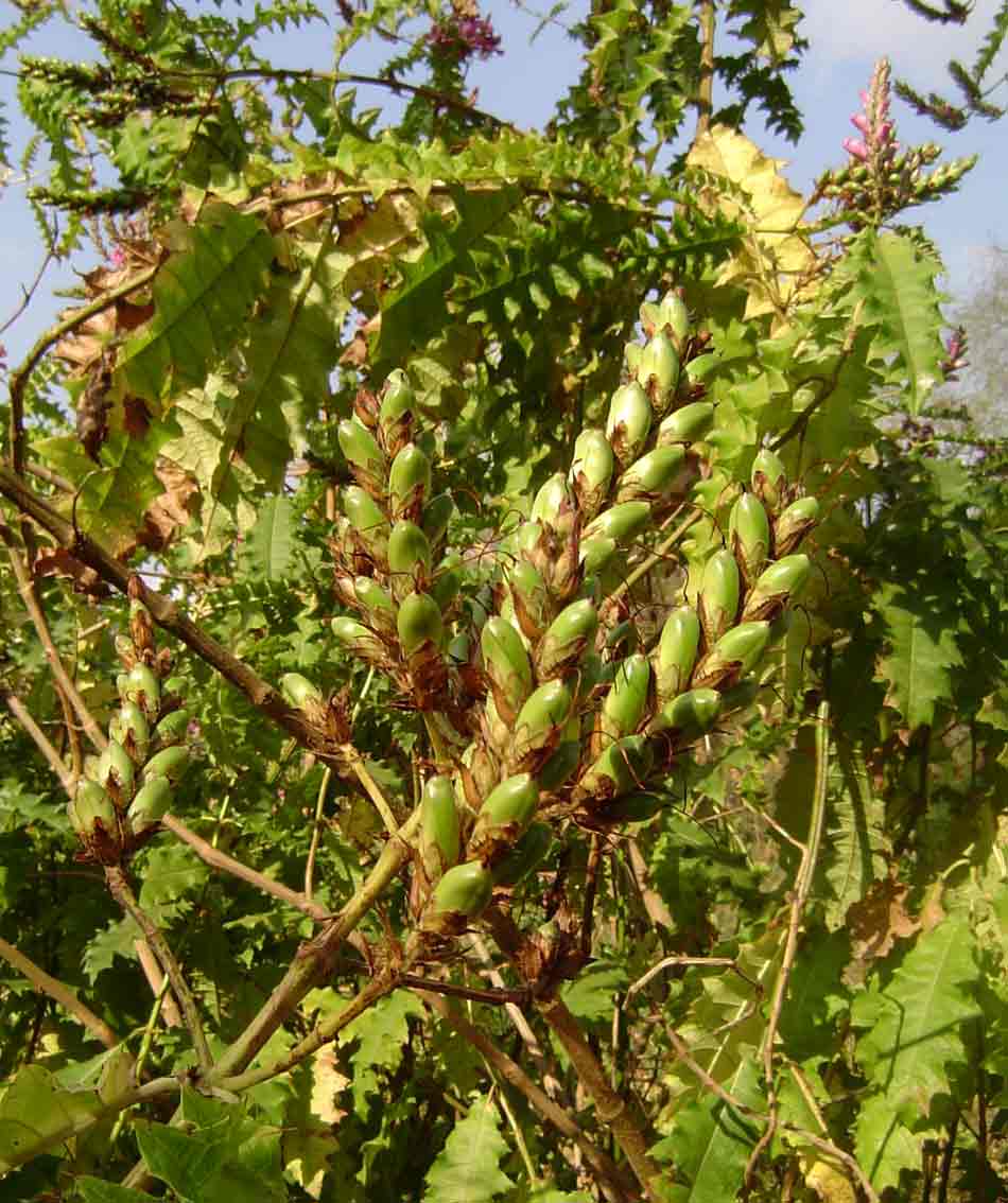 Acanthus polystachyus Acanthus polystachyus