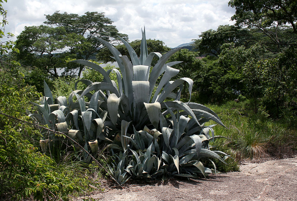 Agave americana Agave americana