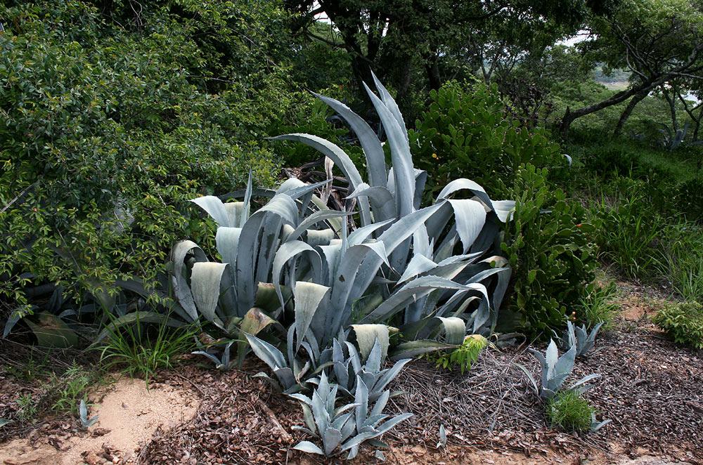 Agave americana Agave americana