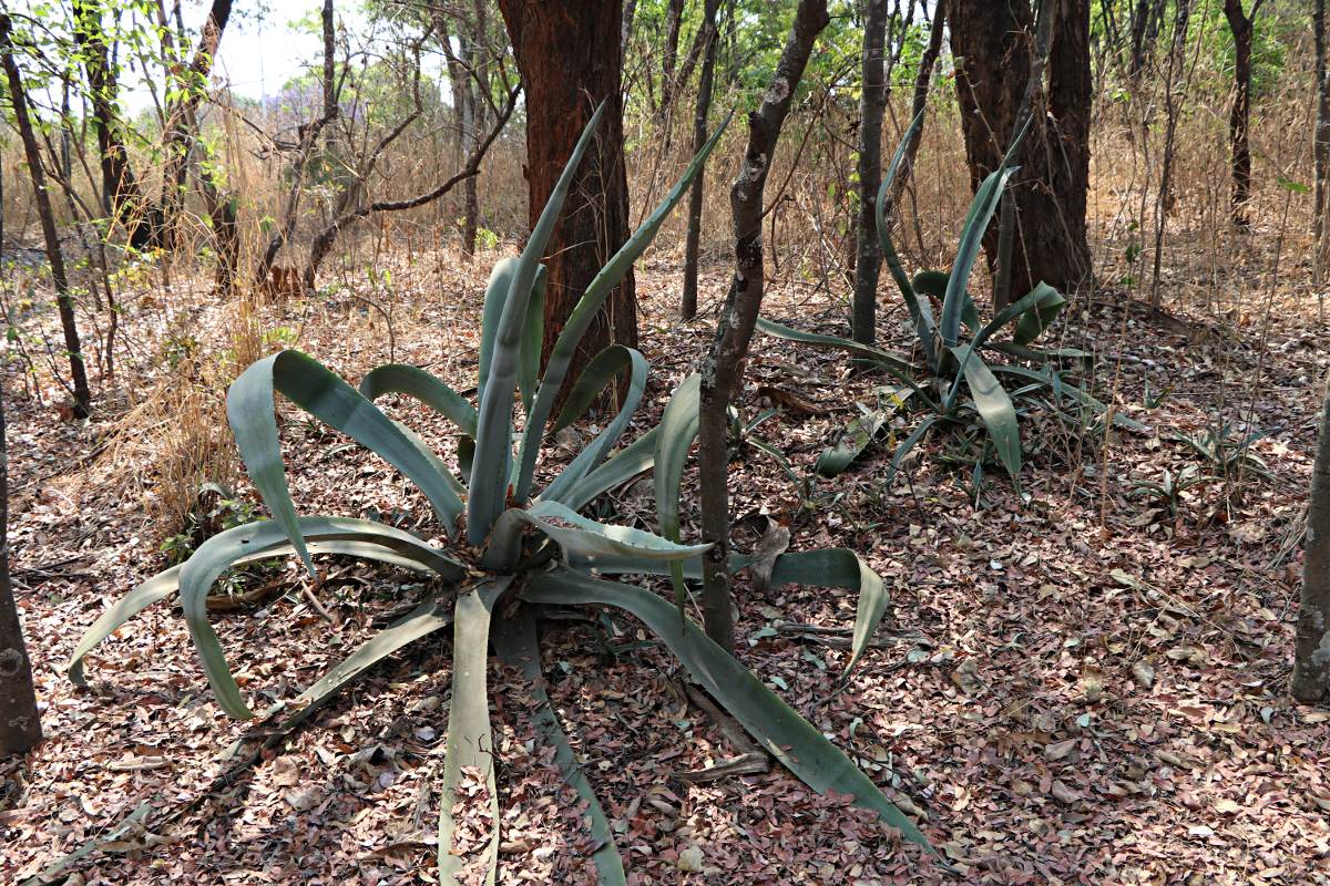 Agave americana Agave americana