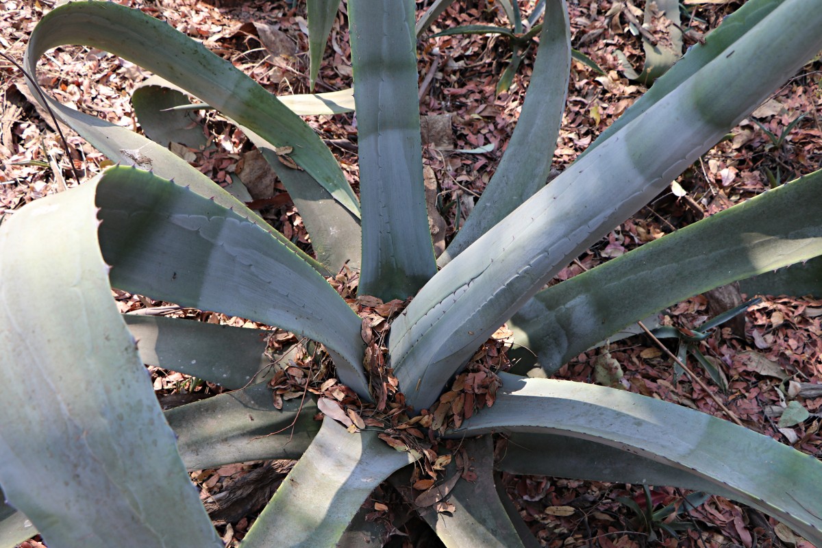 Agave americana Agave americana