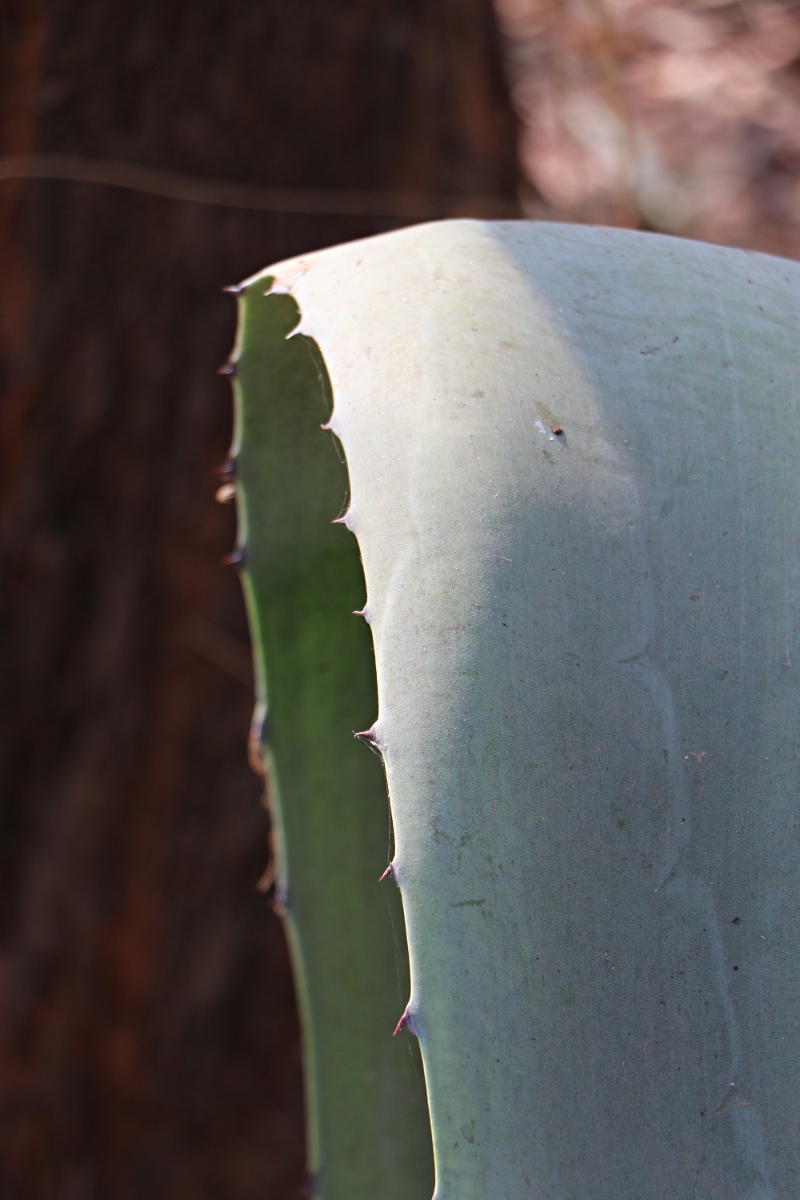 Agave americana Agave americana