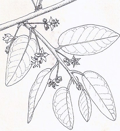 Pseudolachnostylis maprouneifolia