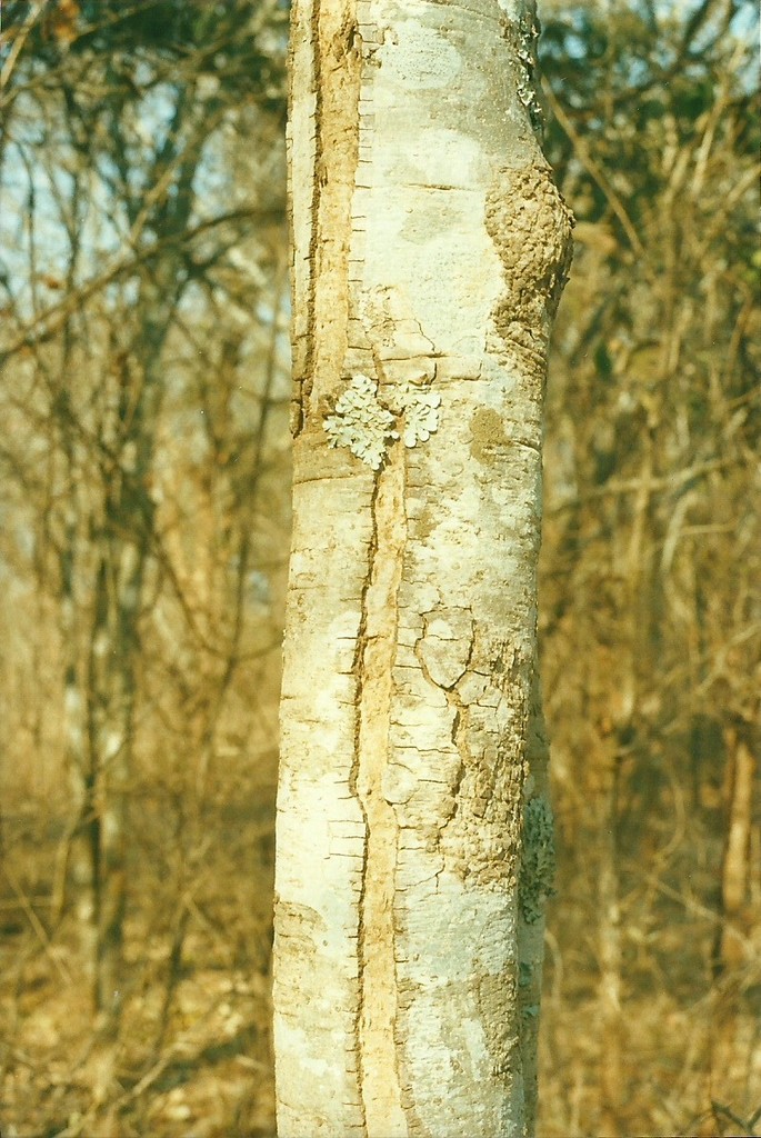 Pseudolachnostylis maprouneifolia