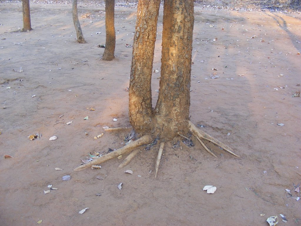 Pseudolachnostylis maprouneifolia