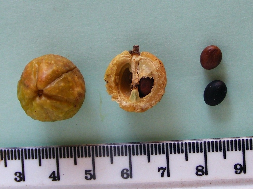 Pseudolachnostylis maprouneifolia