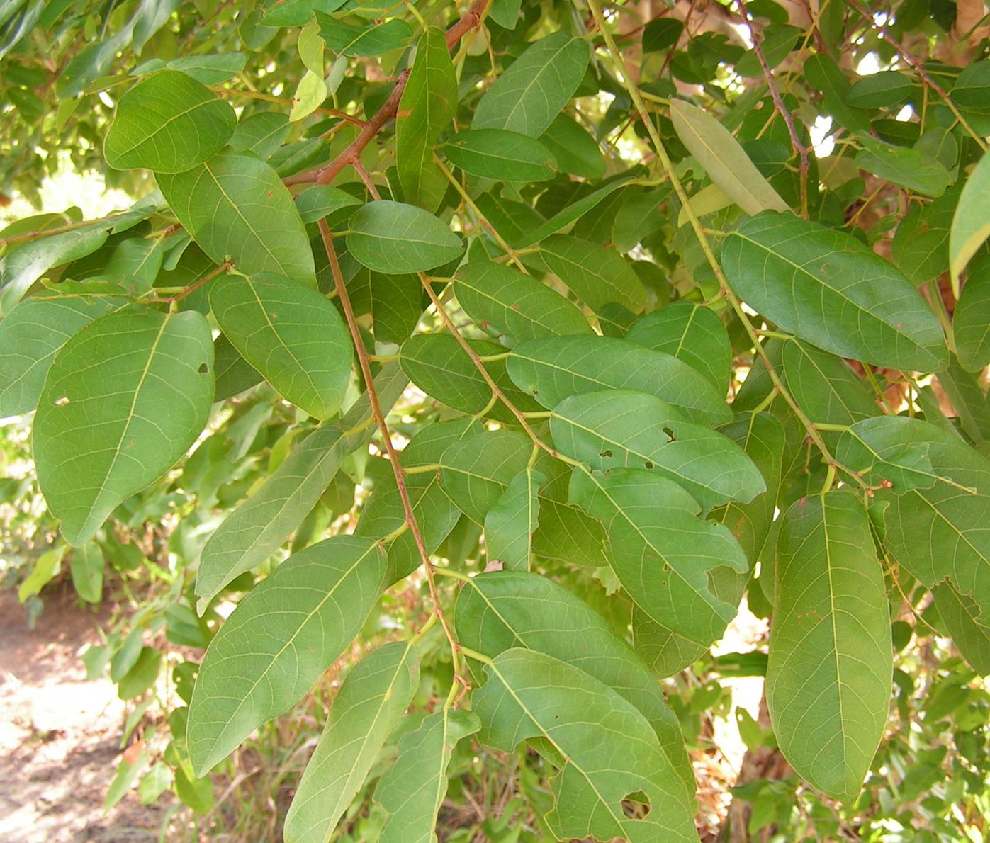 Pseudolachnostylis maprouneifolia
