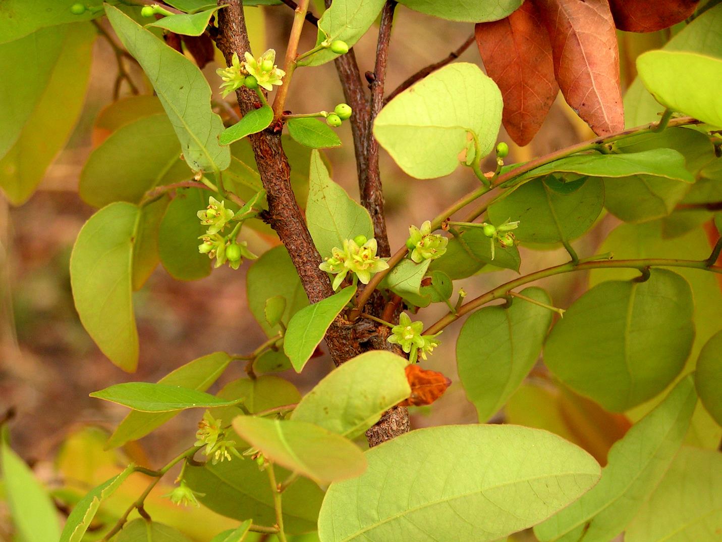 Pseudolachnostylis maprouneifolia
