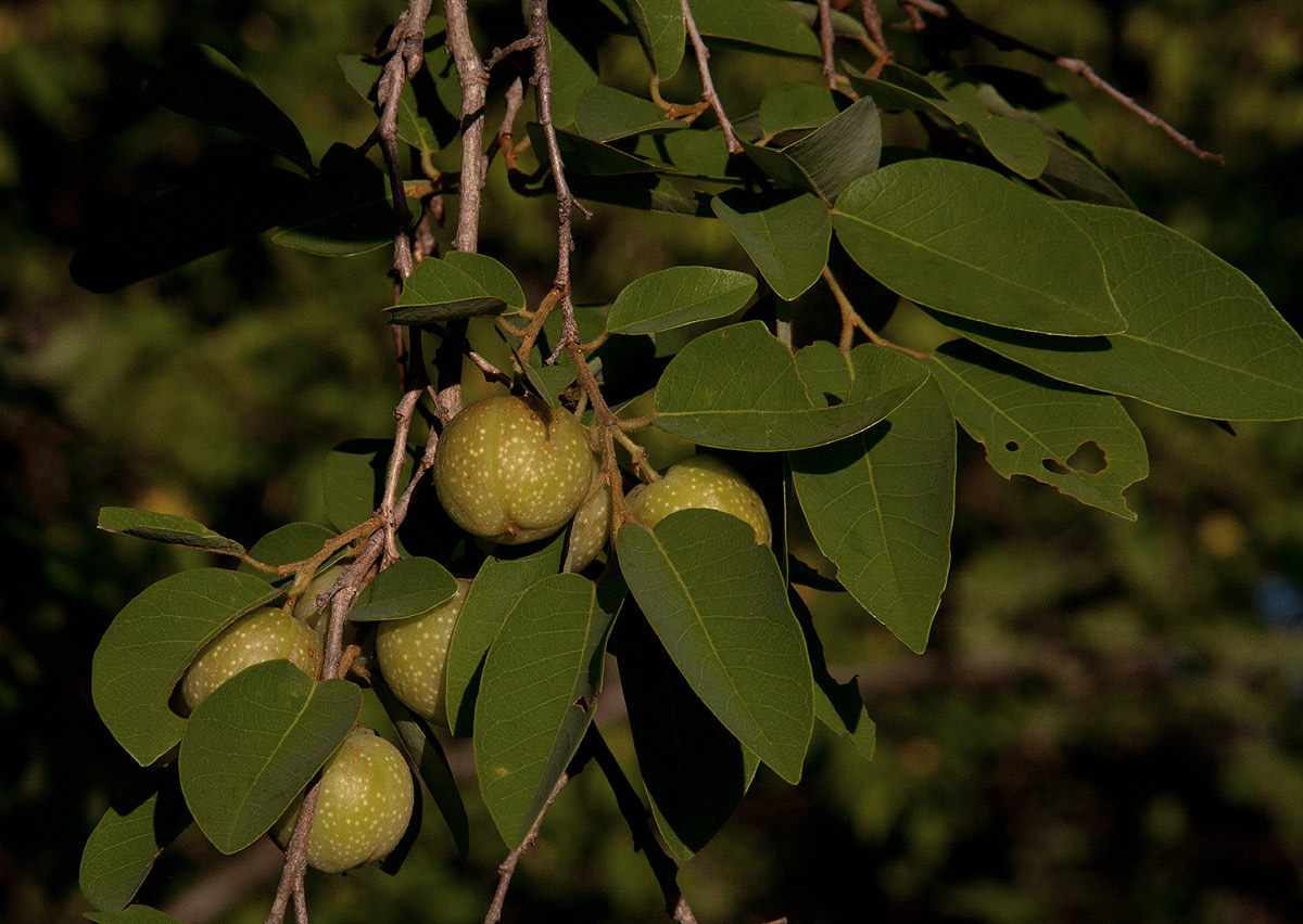 Pseudolachnostylis maprouneifolia